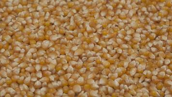 Corn maize, cereal grain food video