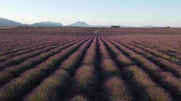 Lavendelfeld Plateau de Valensole in der Provence, Frankreich video