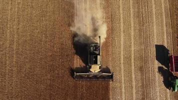 colheitadeira colhendo grãos de trigo na agricultura de campo de cereais. agricultor com máquinas de trator debulha de trigo, colheita vista aérea do campo de grãos. fazenda orgânica, colheita, cultivo. video