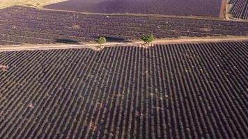 lavendel- fält i valensole, provence Frankrike video