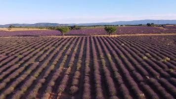 vue aérienne du champ de lavande à valensole, provence france. fleurs violettes épanouies en été. video