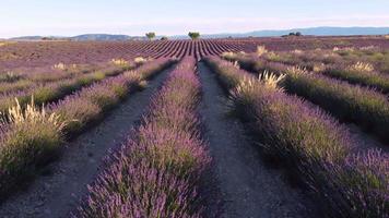 lavendel veld- antenne visie in valensole, provence Frankrijk. bloeiend Purper bloemen Bij zomer. video