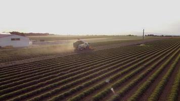 cosecha de campo agrícola de lavanda, tractor cosechador en valensole, provenza. cosecha de flores florecientes. video