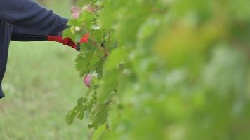 Farmer working pruning vineyard with red grapes vines with shears video
