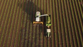 oogsten lavendel landbouw veld, oogstmachine trekker in valensole, provence. oogst van bloeiend bloemen. video