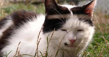 Gatito blanco negro en la hierba tomando el sol descansando en el primer plano de la naturaleza video