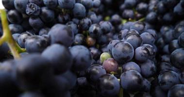 dark blue berries grapes for wine close up video