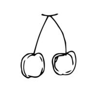 Lychee hand drawing. lychee vector illustration for design with line style