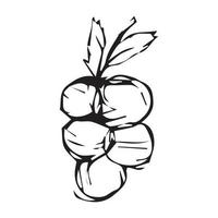 Hand drawn grapes. grapes vector illustration for design with line style