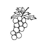 uvas dibujadas a mano. ilustración de vector de uvas para diseño con estilo de línea