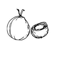 Vector minimalistic hand drawn pear fruit. Pear illustration for design and decoration element in vintage style