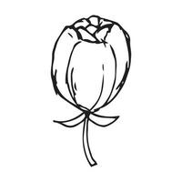 Hand drawn flowers for decoration. Line art Hand drawn flowers in vintage style vector