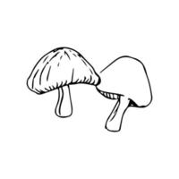 Mushroom hand drawn. mushroom vector illustration for design with line style