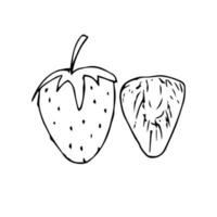 Strawberry hand drawn. strawberry vector illustration for design with line style