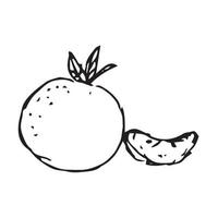 Apple hand drawn. apple vector illustration for design with line style