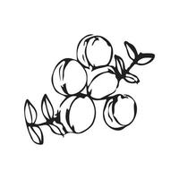 Hand drawn grapes. grapes vector illustration for design with line style