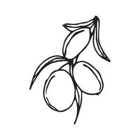 Lychee hand drawing. lychee vector illustration for design with line style