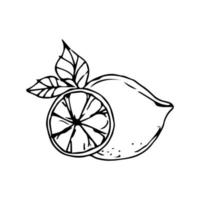 Minimalist hand drawn lemon vector. Lemon illustration for design and decoration element in vintage style vector