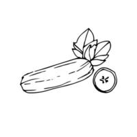 Hand drawn cucumber. cucumber vector illustration for design with line style