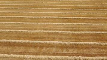 vista aérea de campo de agricultura de trigo cosechado video