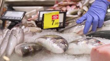 pescivendolo indicando e raccolta un' mare orate a il pesce negozio. Al dettaglio mercato. lento movimento. video