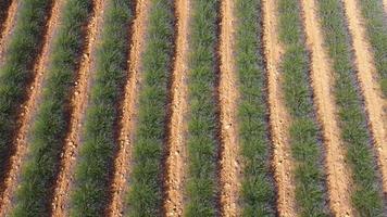 Lavender field in Valensole aerial view, agriculture cultivation in Provence, France video