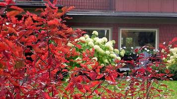 red autumn tree in front of red house video