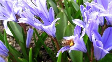 une abeille sur des fleurs violettes, crocus de printemps video