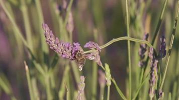 fleur de lavande dans le champ agricole gros plan à valensole, provence france. champ violet en fleurs video