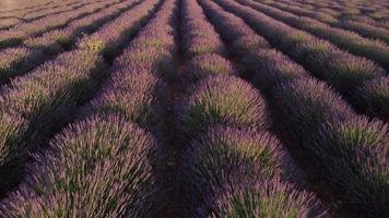 Luftaufnahme des Lavendelfeldes in Valensole, Provence, Frankreich. blühende lila Blumen im Sommer. video