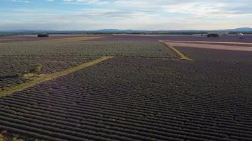 vista aérea del campo de lavanda en valensole, provenza francia. flores moradas florecientes en verano. video