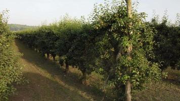 päron Martin sek frukt lantbruk odling fält video