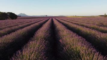 Lavender field aerial view in Valensole, Provence France. Blooming purple flowers at summer. video
