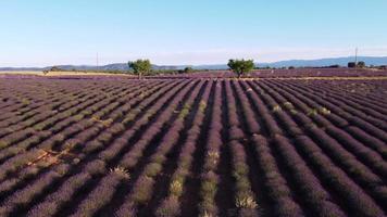 Plateau de Valensole lavender field in Provence, France video