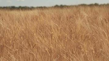 gouden tarwe landbouw veld- video