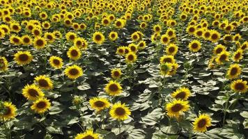 champ de tournesols ou fleurs du soleil video