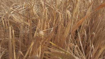 campo de agricultura de trigo dourado video