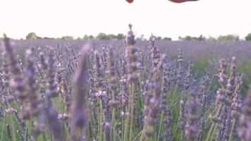 Lavender flower in agriculture field close up in Valensole, Provence France. Blooming purple field video