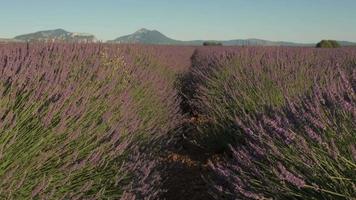 gros plan sur le champ de lavande en fleurs fleurs violettes en été à valensole video