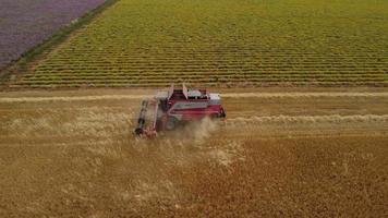 Combine harvester reaping wheat grain in cereal agriculture field farming. Farmer with tractor machinery threshing wheat, harvesting grain field aerial view. Organic farm, harvest, cultivation. video