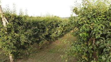 pera martin sec fruta agricultura cultivo campo video