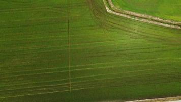 champ d'agriculture de riz paddy dans le piémont vercelli, italie video