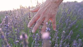 vrouw hand- in lavendel veld- van valensole, provence Frankrijk Bij langzaam beweging video