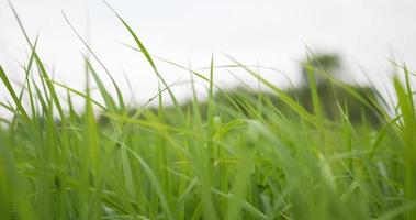 Dolly shot, fundo com planta de arroz verde fresco no campo de arroz video