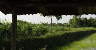 as costas do jovem agricultor vestindo camisa xadrez e chapéu, ele carregando uma pá e andando nos sulcos do jardim video