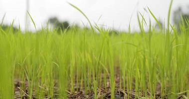 dolly schot, achtergrond met vers groen rijst- fabriek in de rijst- veld-
