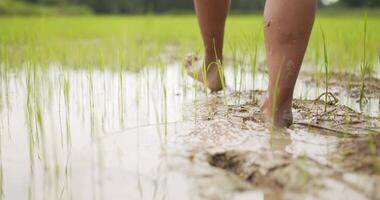 puntamento sparo, vicino su, il agricoltori gambe erano a piedi nel il giovane riso campi. pieno con acqua e fango video