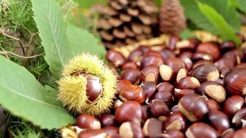 châtaignes et pommes de pin, nourriture et feuilles d'automne video