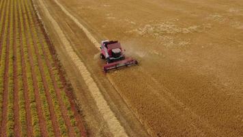 Combine harvester threshing wheat grain field aerial view video