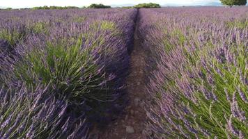 Lavendelfeld in Valensole, Provence Frankreich video